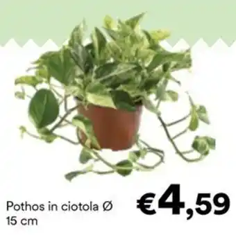 Unes Pothos in ciotola offerta