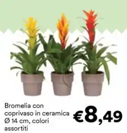 Unes Bromelia con coprivaso in ceramica offerta