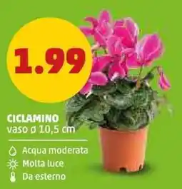 PENNY Ciclamino offerta