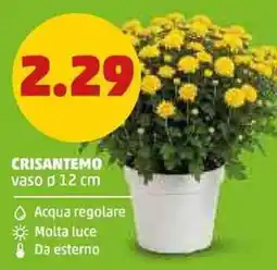 PENNY Crisantemo offerta