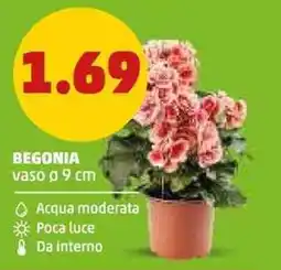 PENNY Begonia offerta