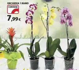 Ipercoop Orchidea 1 ramo offerta
