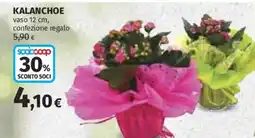 Ipercoop Kalanchoe offerta