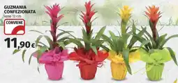 Ipercoop Guzmania confezionata offerta
