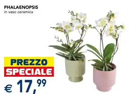 Esselunga Phalaenopsis in vaso ceramica offerta