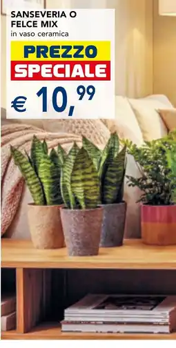 Esselunga Sanseveria o felce mix offerta
