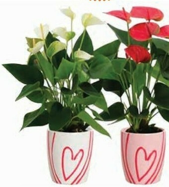 Conad Superstore Anthurium offerta