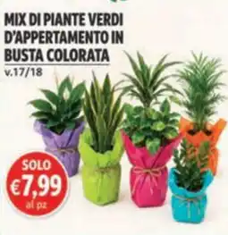 èccoMI Mix di piante verdi d'appartamento in busta colorata offerta