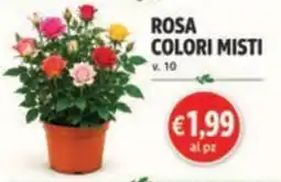 èccoMI Rosa colori misti offerta