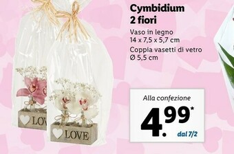 Lidl Cymbidium 2 fiori offerta
