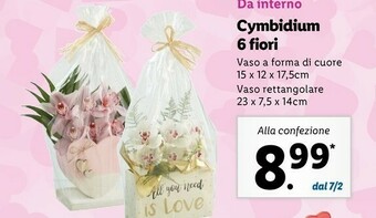 Lidl Cymbidium 6 fiori offerta