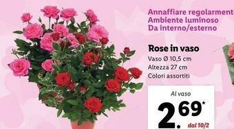 Lidl Rose in vaso offerta