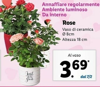 Lidl Rose offerta