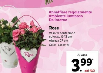 Lidl Rose offerta