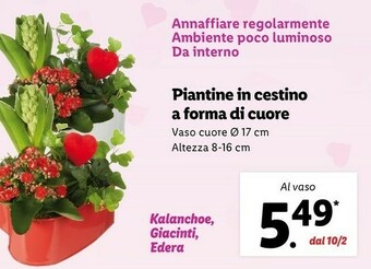 Lidl Piantine in cestino a forma di cuore offerta
