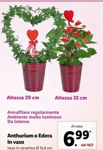 Lidl Anthurium o edera in vaso offerta