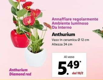 Lidl Anthurium offerta
