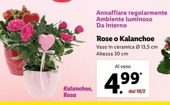Lidl Rose o kalanchoe offerta