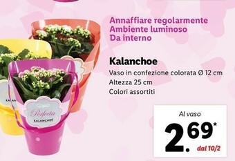 Lidl Kalanchoe offerta