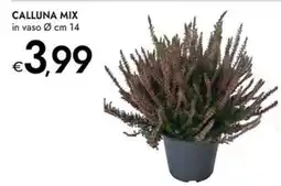 Bennet Calluna mix offerta