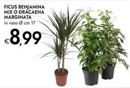 Bennet Ficus benjamina mix o dracaena marginata offerta