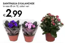 Bennet Saintpaulia o Kalanchoe offerta
