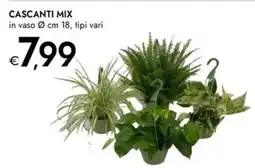 Bennet Cascanti mix offerta