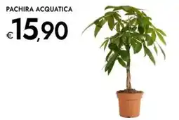 Bennet Pachira acquatica offerta