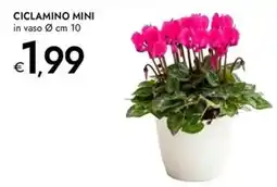 Bennet Ciclamino mini offerta