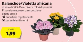 ALDI Kalanchoe/Violetta africana offerta