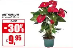 Il Gigante Anthurium offerta