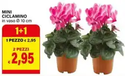 Il Gigante Mini ciclamino offerta