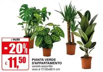 Pianta verde d'appartamento