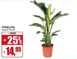 Il Gigante Strelitia offerta