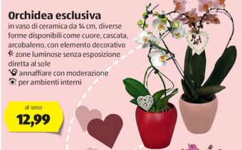 ALDI Orchidea esclusiva offerta