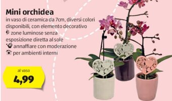 ALDI Mini orchidea offerta