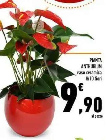 Conad Superstore Pianta anthurium offerta