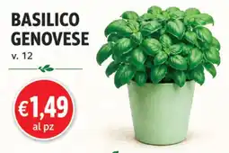 D'Italy Basilico Genovese offerta