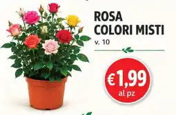 D'Italy Rosa colori misti offerta