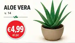 D'Italy Aloe vera offerta