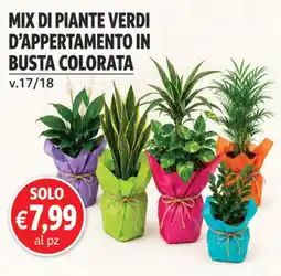D'Italy Mix di piante verdi d'appartamento in busta colorata offerta
