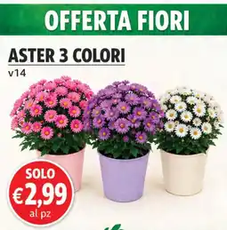 D'Italy Aster 3 colori offerta