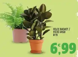 Ard Discount Felce Basket/ Ficus Vaso offerta