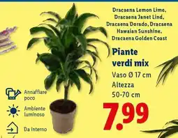 Lidl Piante Verdi Mix offerta