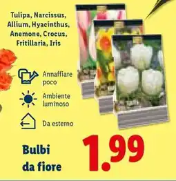 Lidl Bulbi da fiore offerta