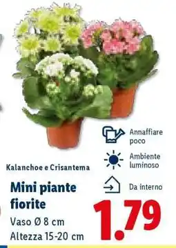 Lidl Mini piante fiorite offerta