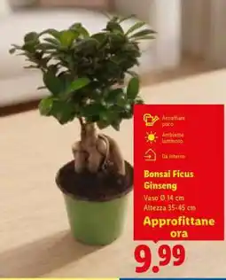 Lidl Bonsai Ficus Ginseng offerta