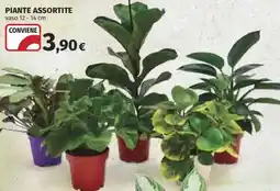Ipercoop Piante assortite offerta