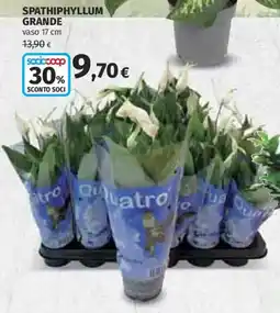 Ipercoop Spathiphyllum Grande offerta