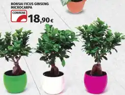 Ipercoop Bonsai Ficus Ginseng Microcarpa offerta